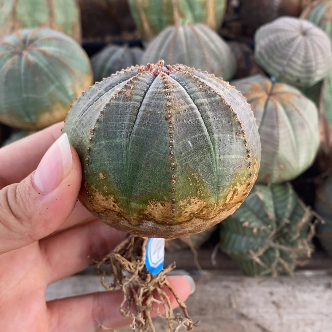 18欧系实生布纹球一物一拍