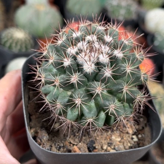 当前无花栽培后可以开花白王丸