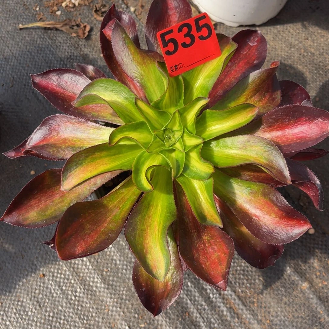 535多肉法师魅影中班