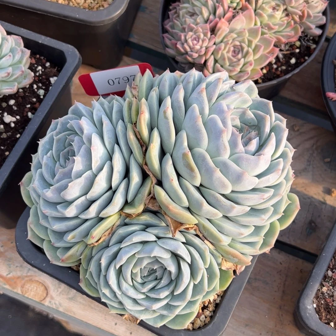 (****)0797多肉多多的地方