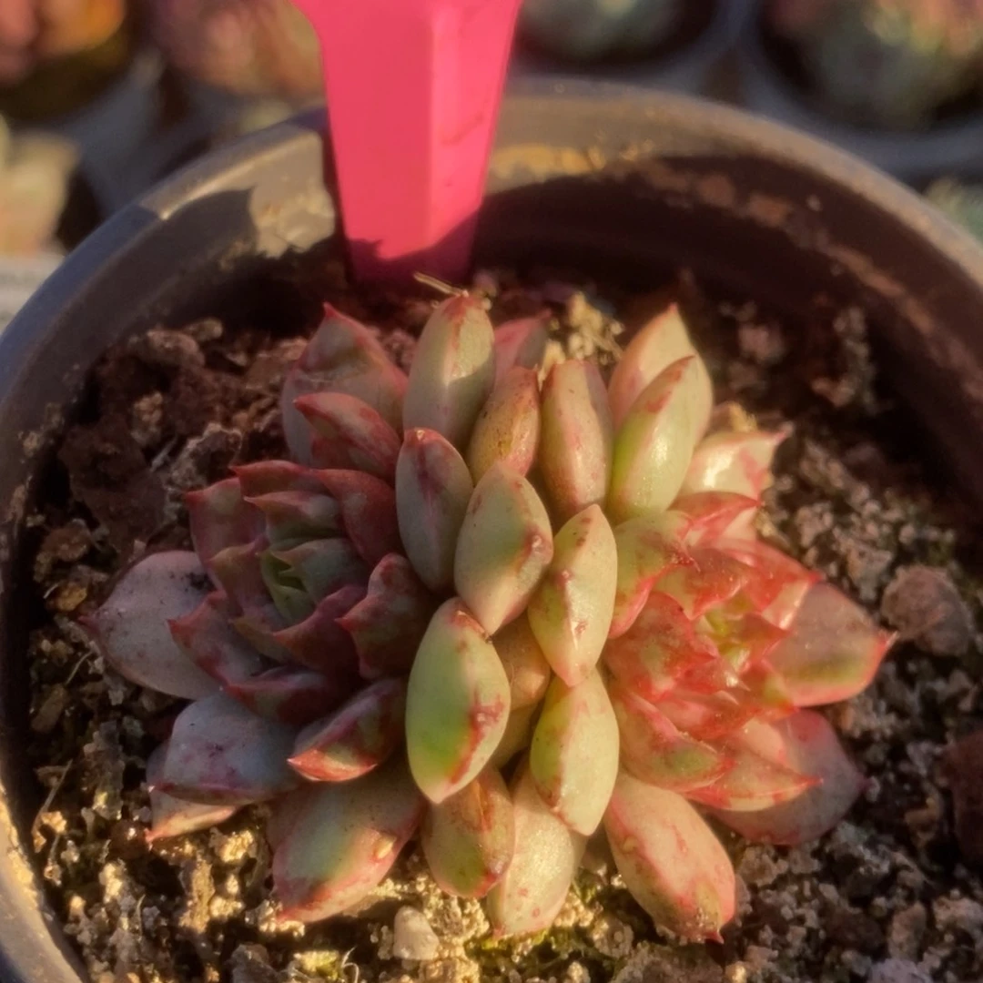 100血燕锦锦锦锦锦锦