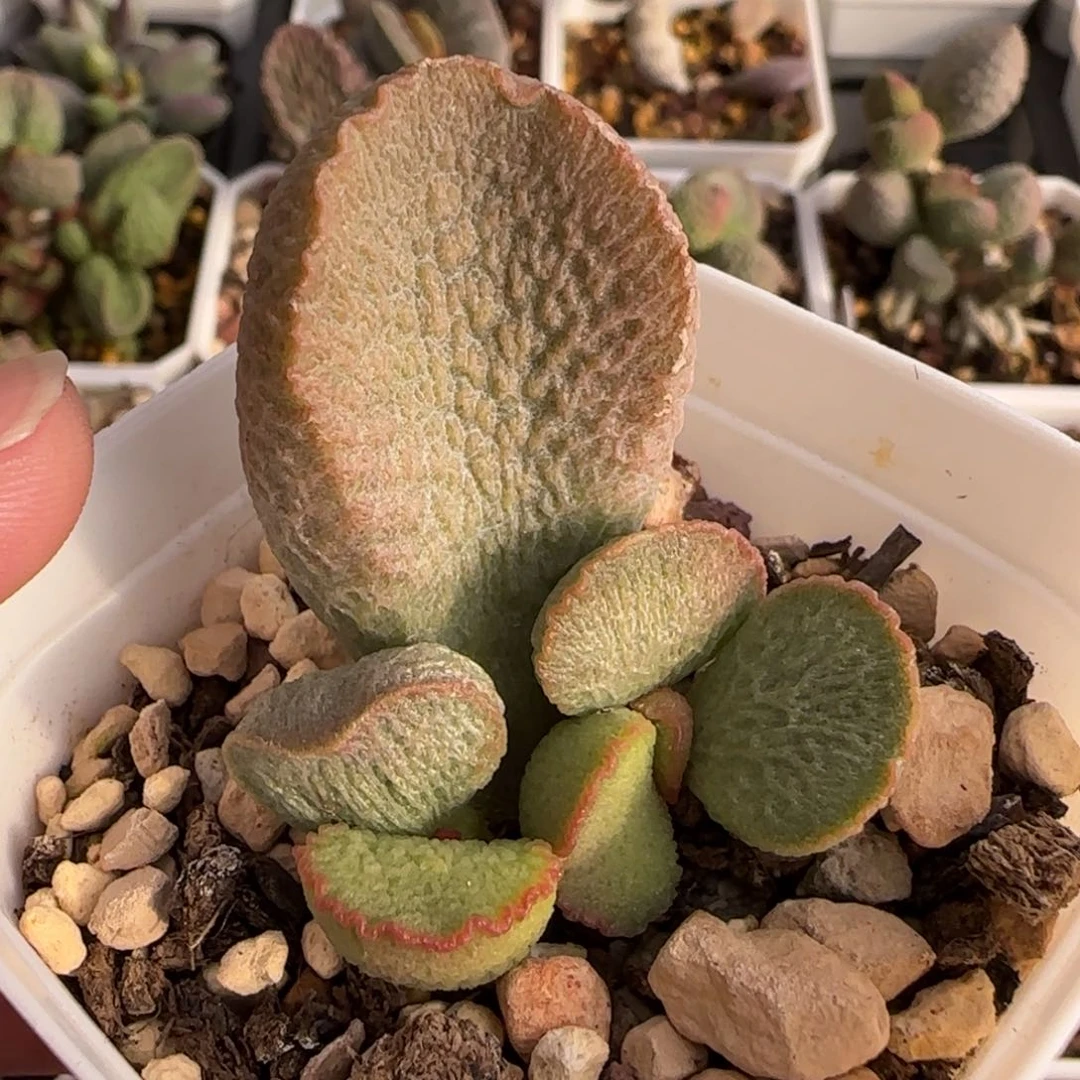 磨砂蛋水泡多肉植物