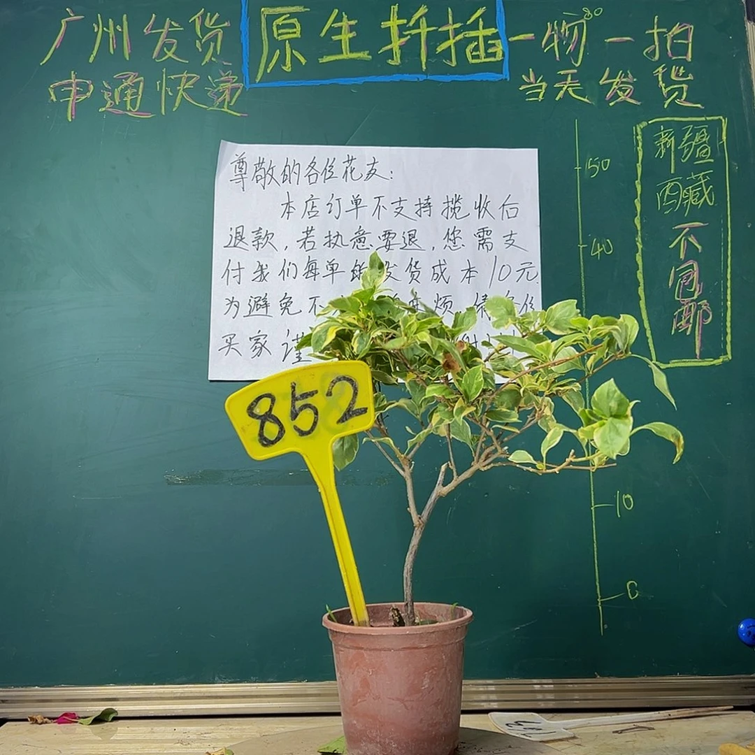 当前无花栽培后可以开花斑叶西瓜852