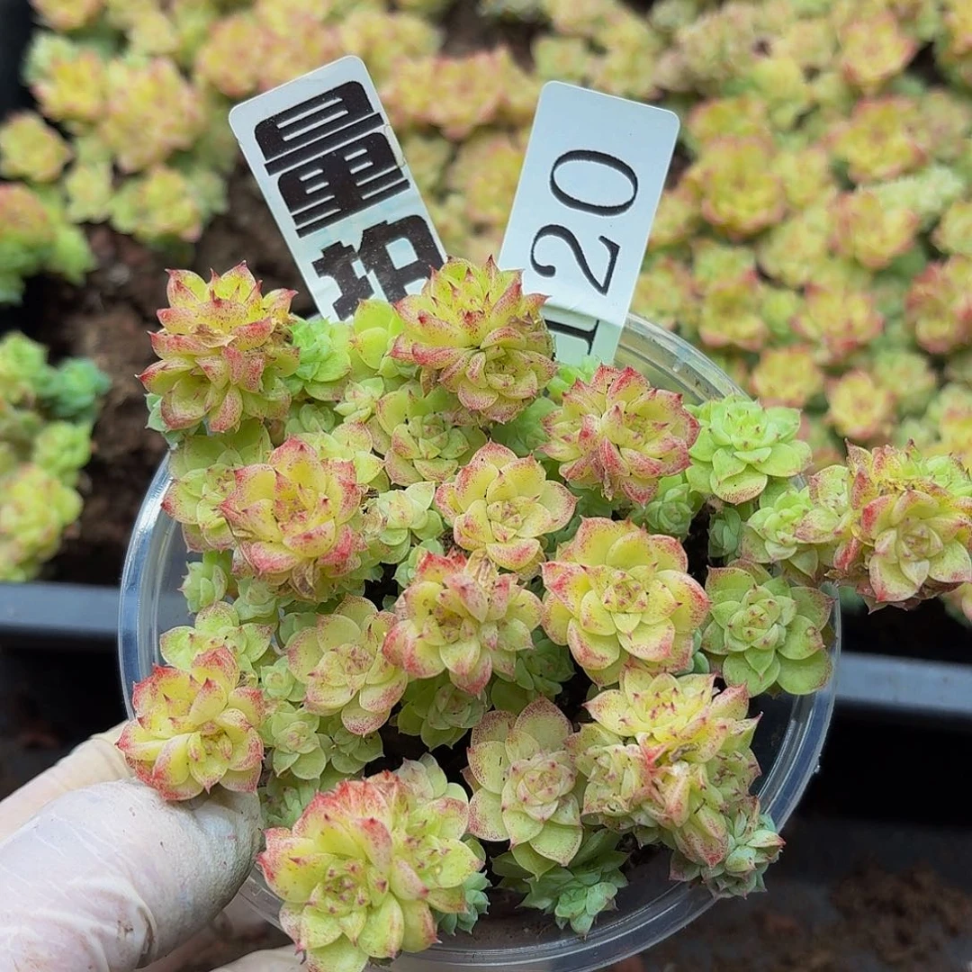 多肉植物多肉植物120量拍