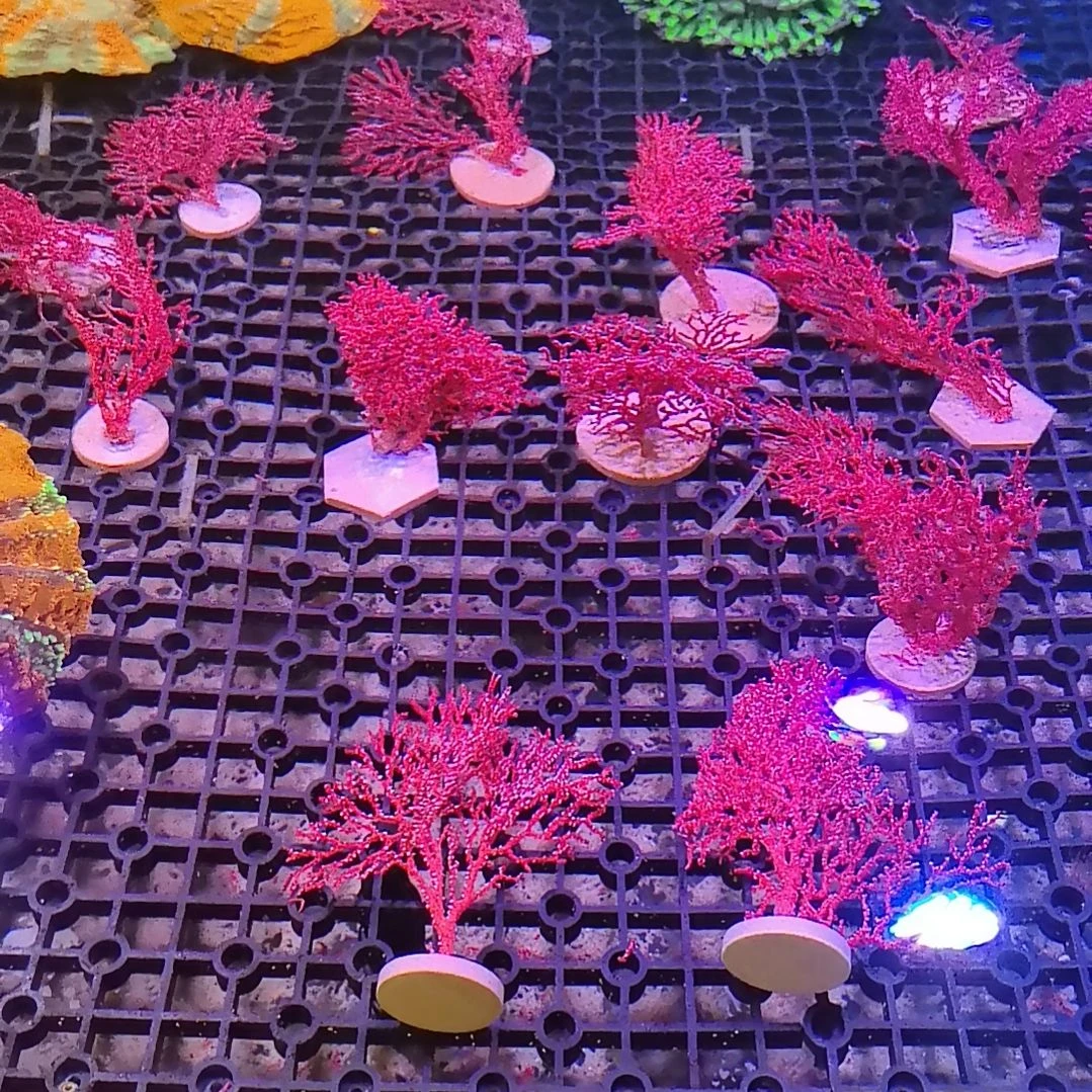 奶嘴海葵红海树任选三棵