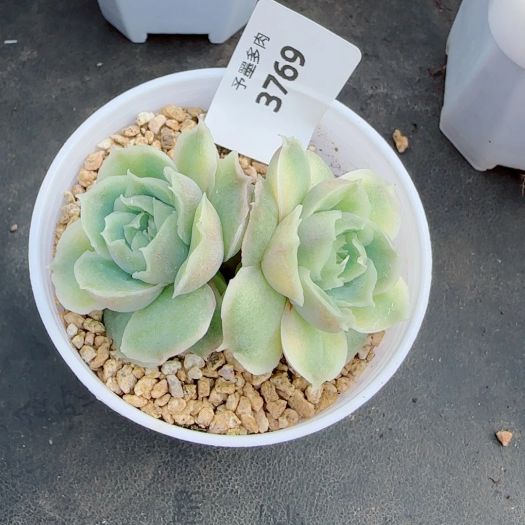 水晶虾饺，3769多肉植物