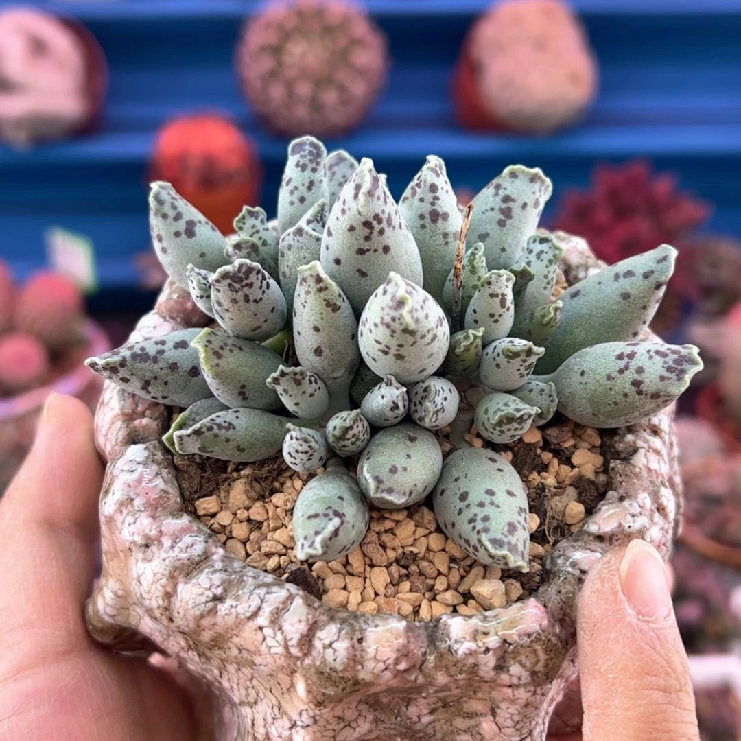 李*惠海豹。            多肉