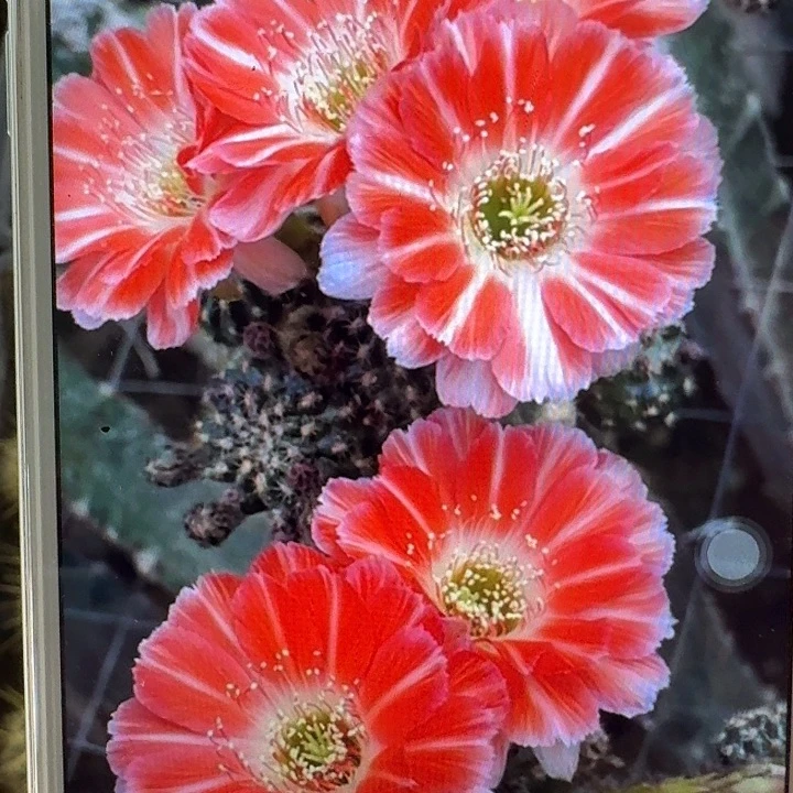 百折裙丽花侧芽3公分仙人球
