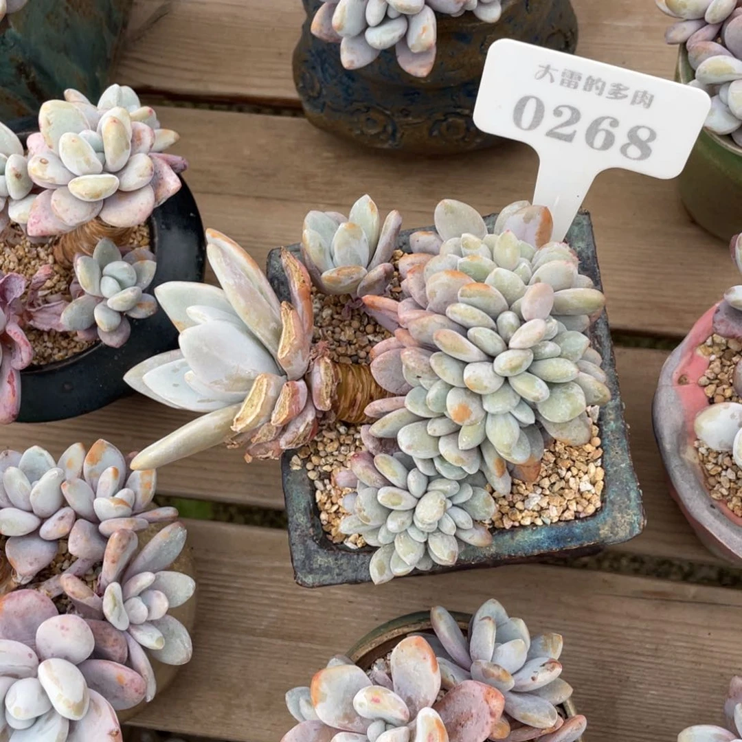 福***?0268粉兔缀不带盆啦啦