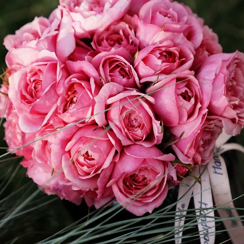 铃芝妖精月季花爬藤月季盆栽垂吊庭院阳台花卉切花四季开花