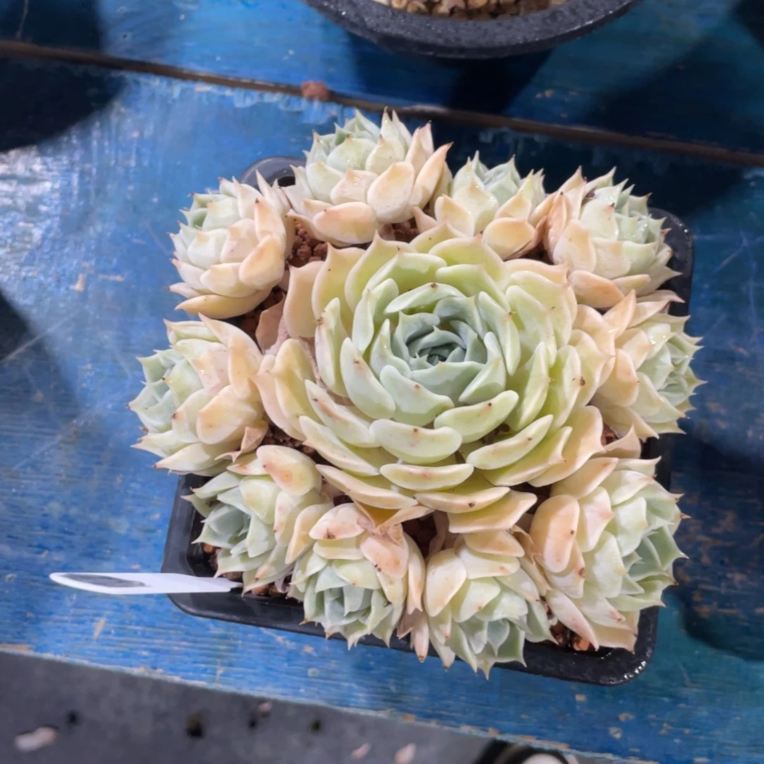 一物一拍中通快递