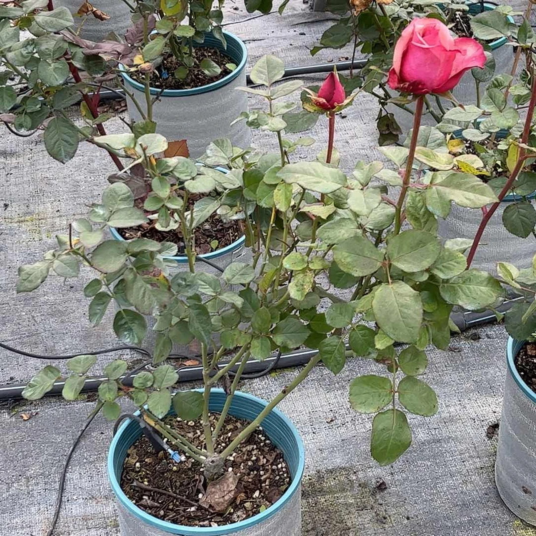 无花朵红酒，1.8加仑土球发货