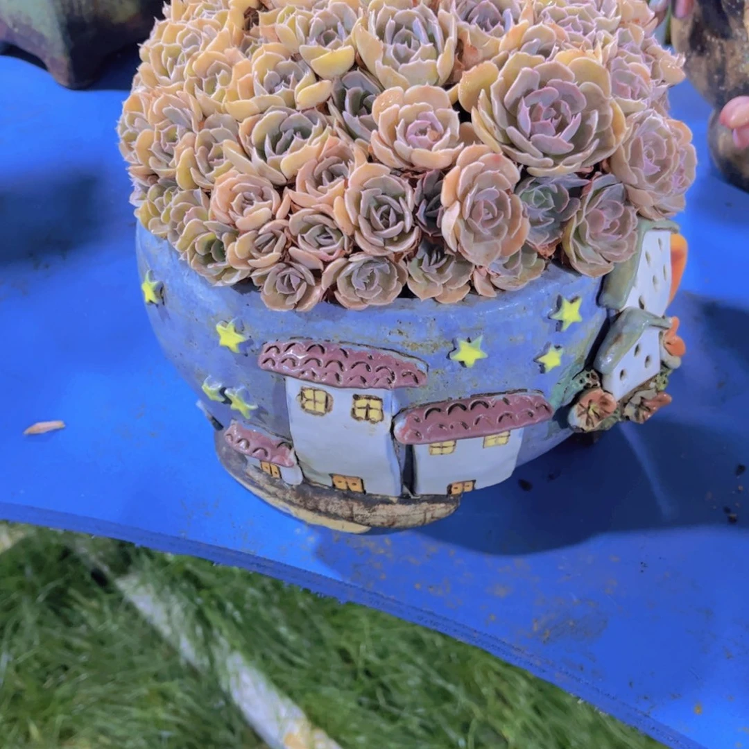 冉*多肉植物。多想想