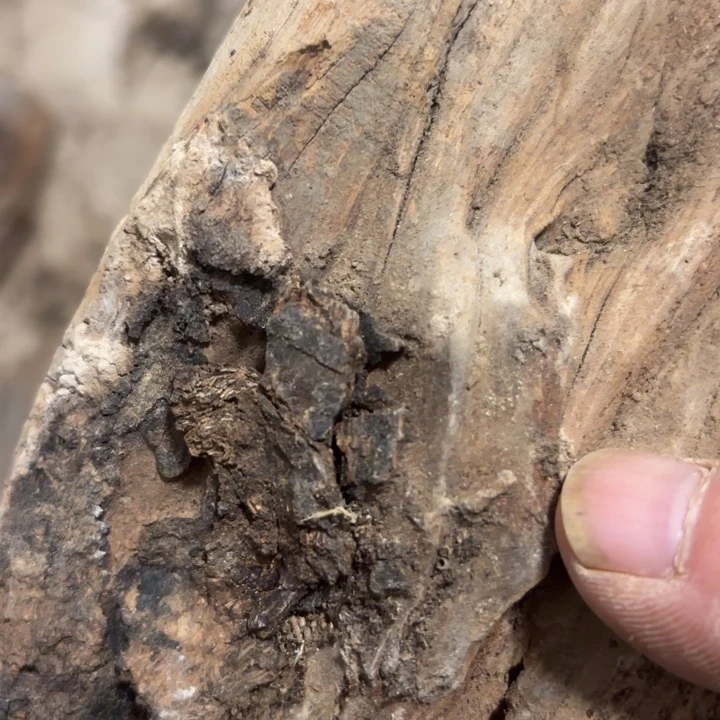 驰***鱼木太行崖柏太行崖柏