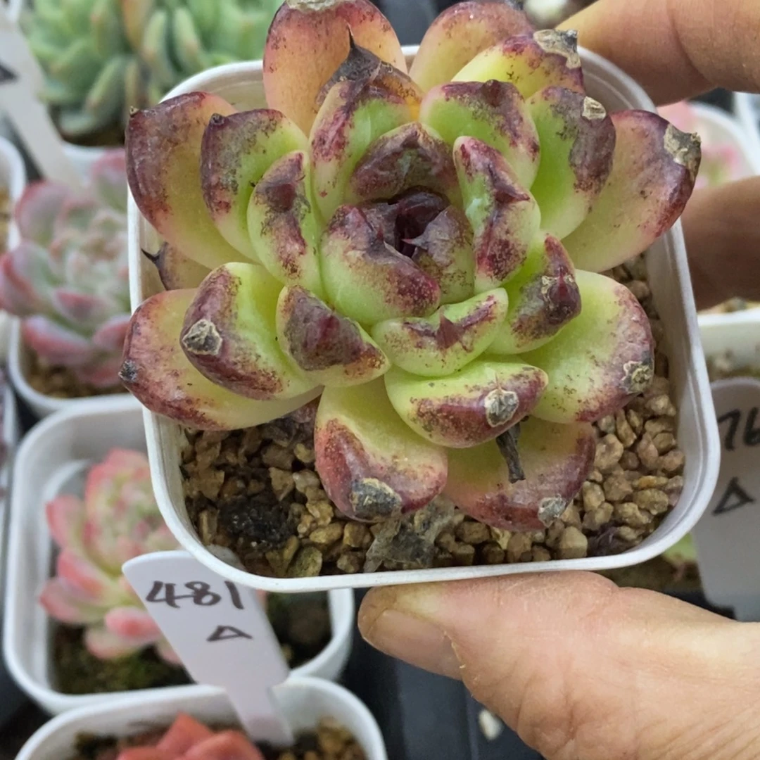 精品多肉一物一拍不包整419