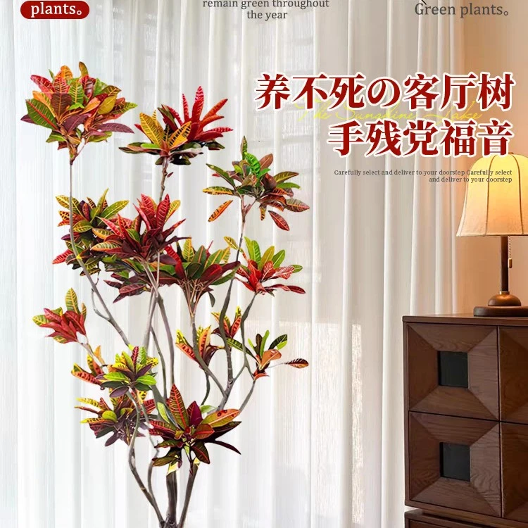 1.7-2.0米造型款七彩变色木洒金榕变色龙四季变色绿植
