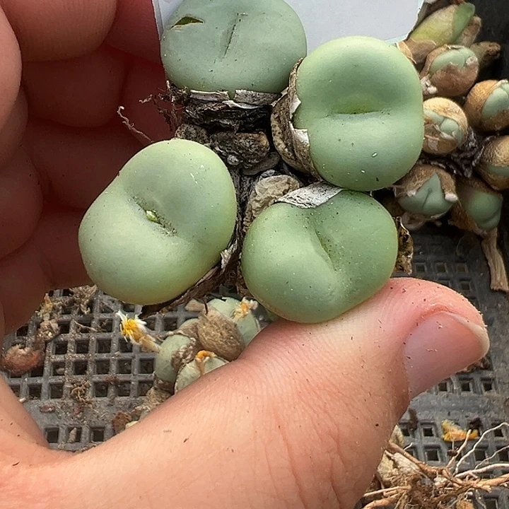 26-155肉锥多肉植物大战