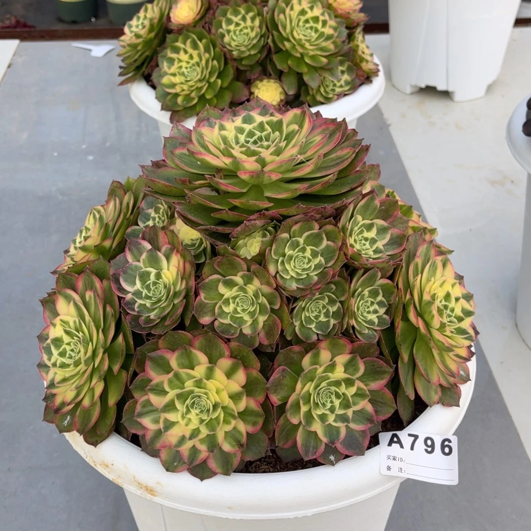 D****_海王，一物一拍，寄养