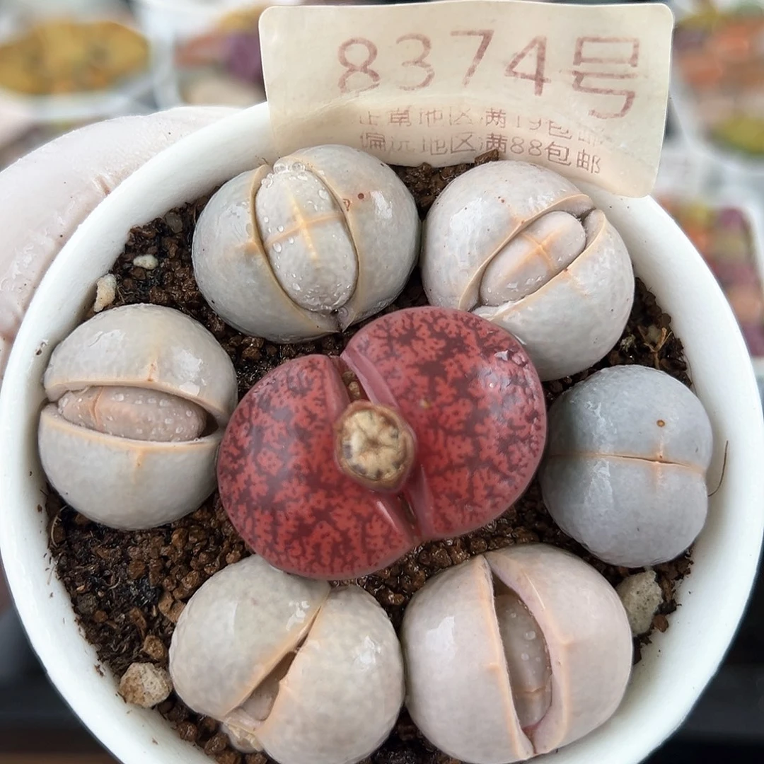 好养易活生石花大母本8374