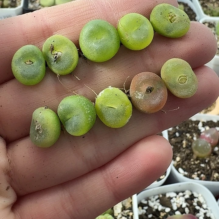 老马生石花水晶1334