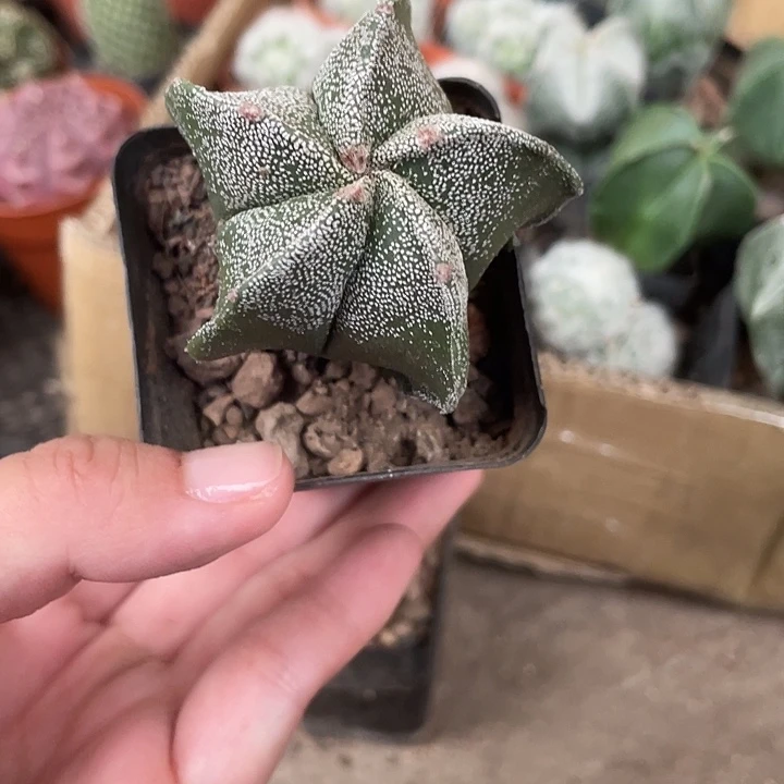 当前无花栽培后可以开花五角白仙人球开花植物