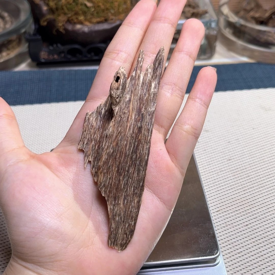 香榧木海南五指山红油虫漏5.3克开播福利
