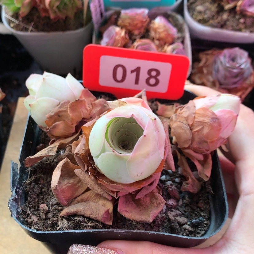 【闪购商品】凤玥018