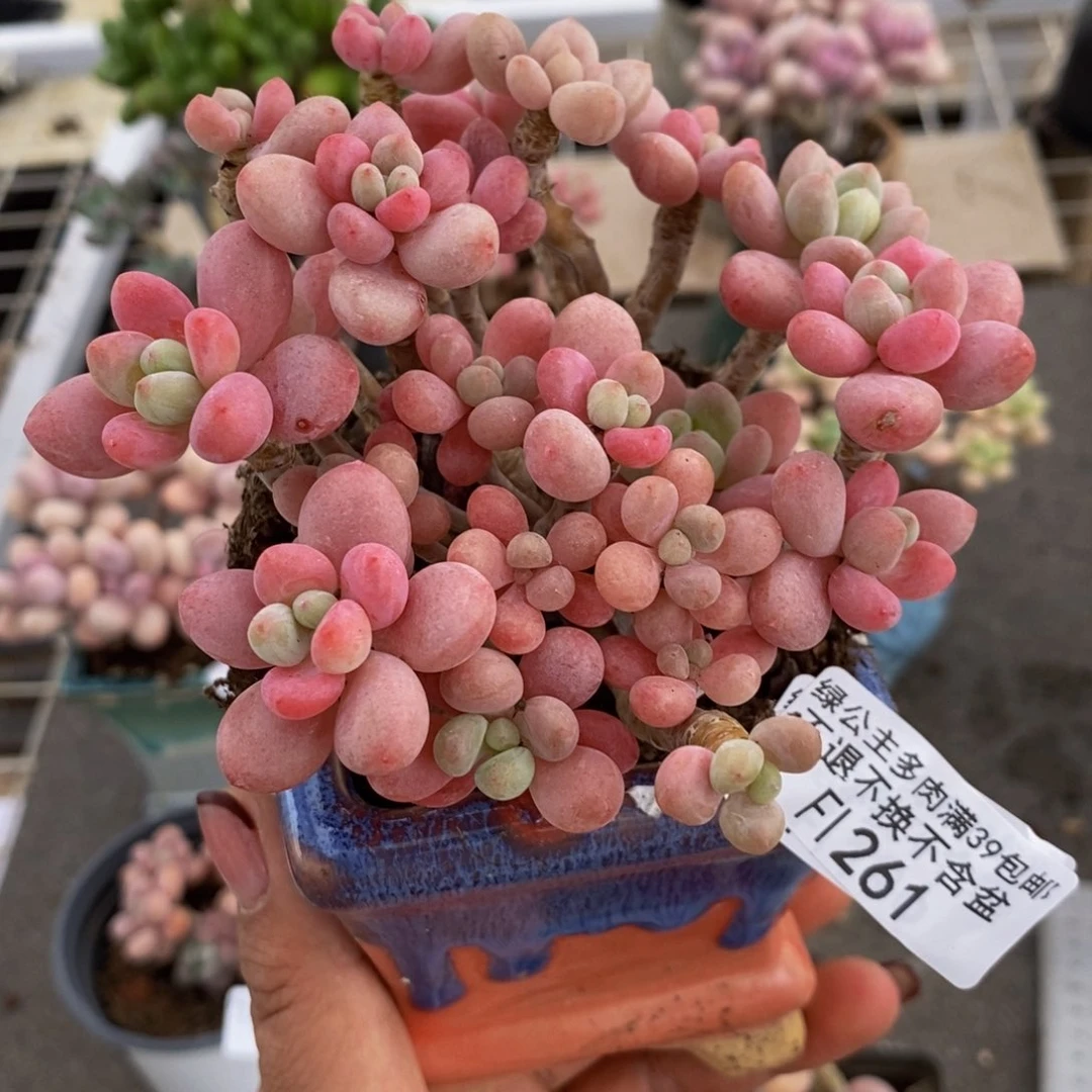 鱼子酱261/10cm多肉