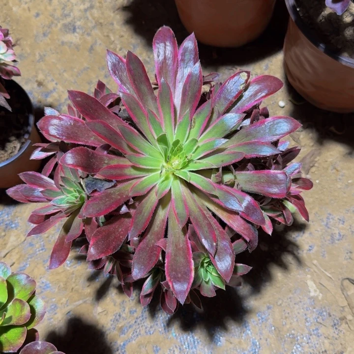 孔雀锦脱土发货9.9