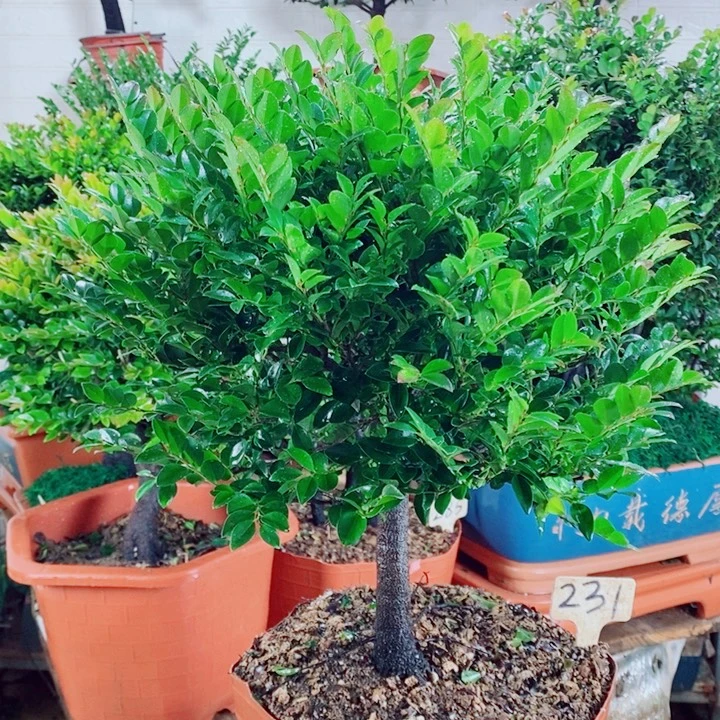 佛***系完全开放231编号紫檀