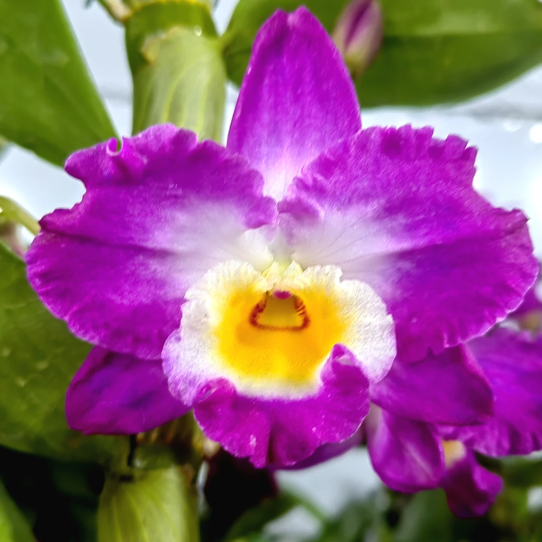 红国王｜春石斛（1支大花剑） 花瓣大花卷边渐变有香味花卉石斛盆栽
