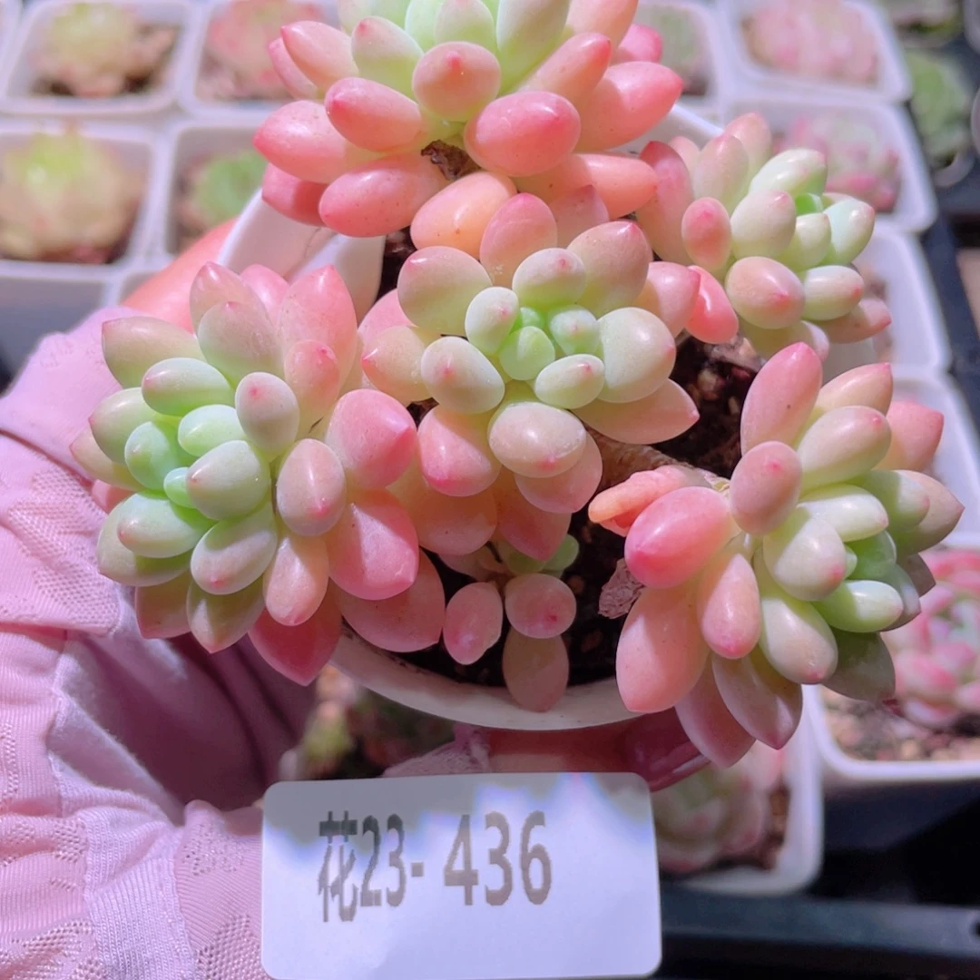 花利美23-436洛可可