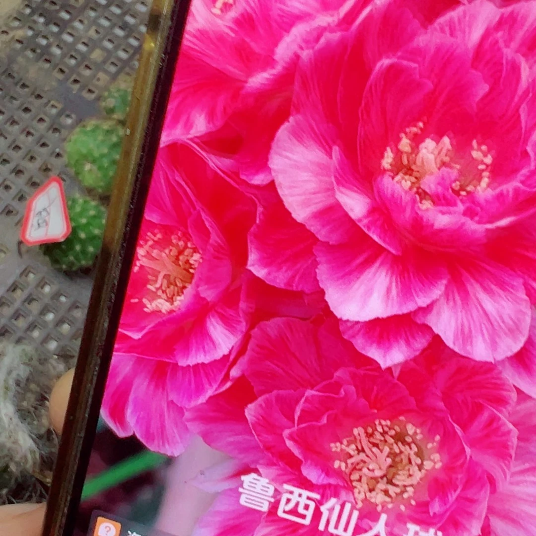 丽花 血线 2-3厘米 嫁接用侧芽 满20包邮
