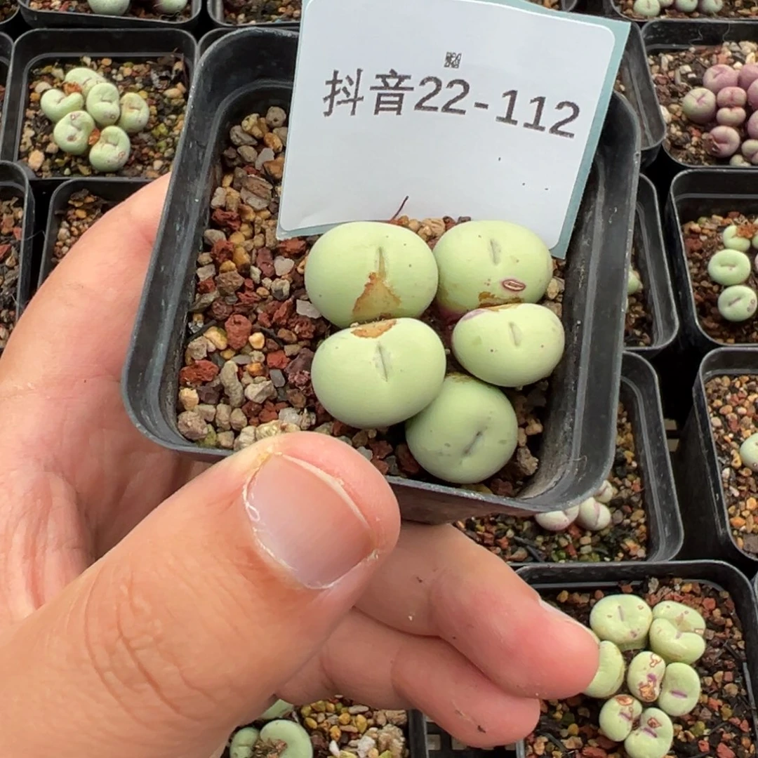 风***流22-112肉锥多肉植物