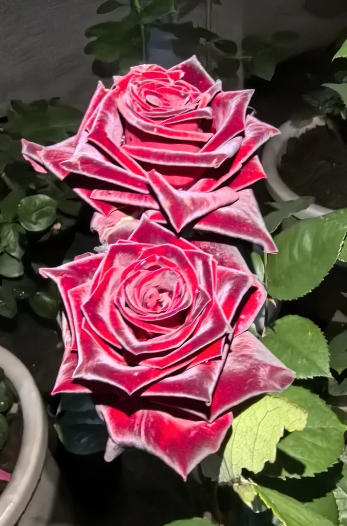 （维采花卉）黑巴克月季花苗