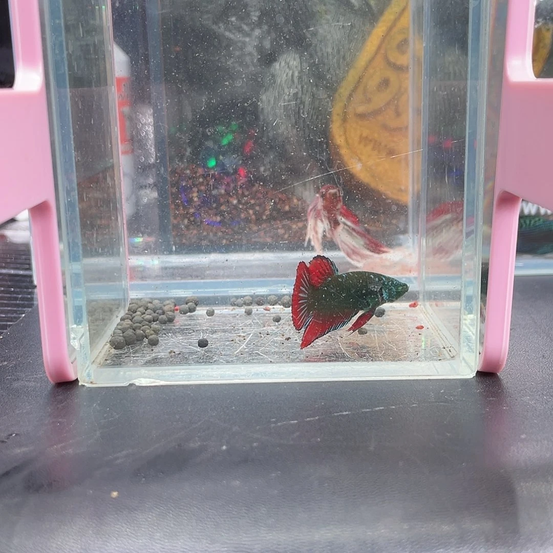 斗鱼28号14早绿武士