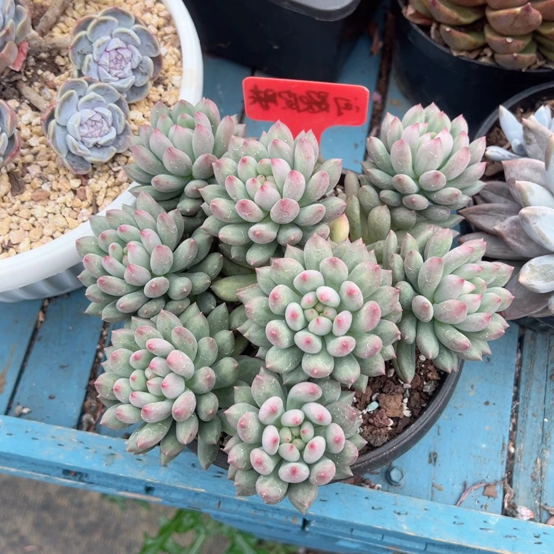 精品多肉植物老桩