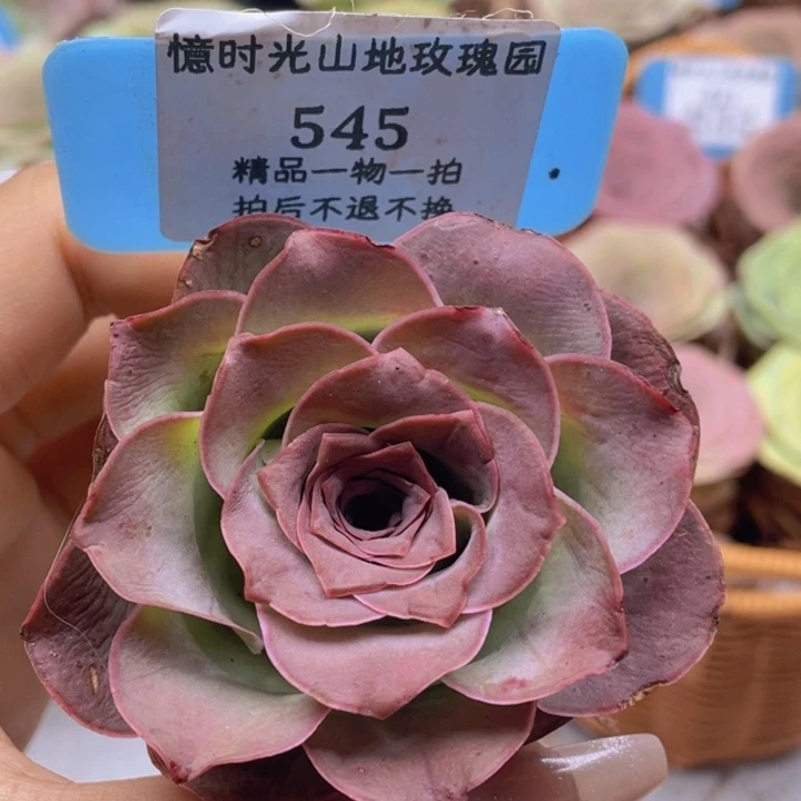 山地玫瑰545裸根发货不售后