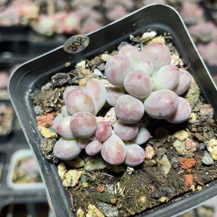 仙子奶酪多肉植物