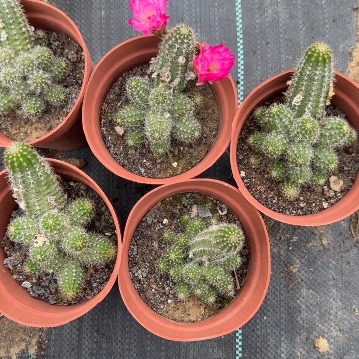 白檀仙人掌622小群随机