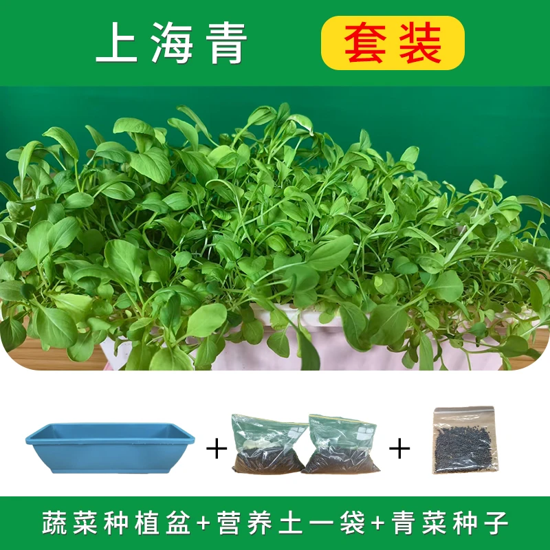 四季青蔬菜 盆栽苗 好养 适合阳台庭院观赏绿植 种植套装