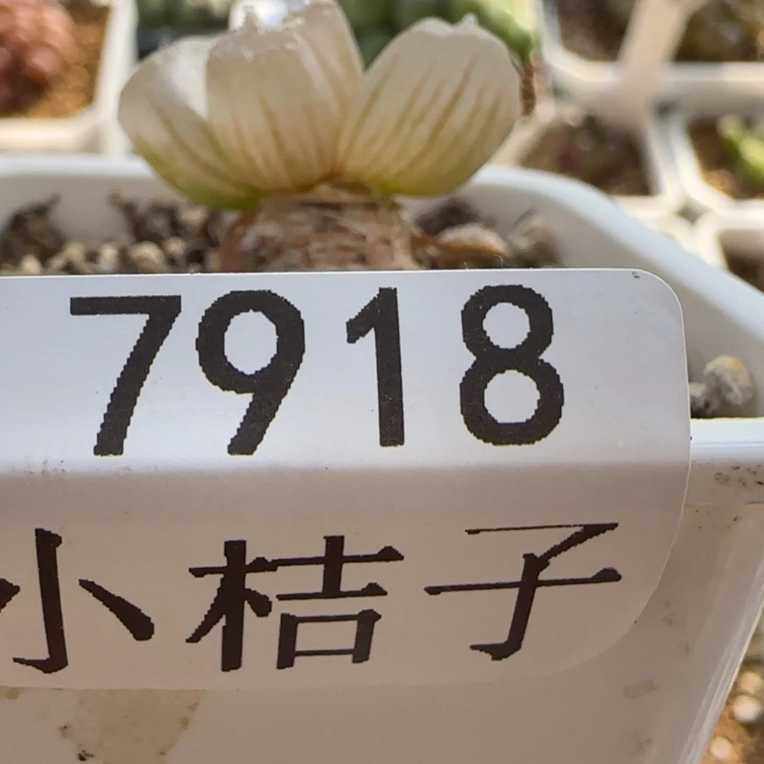 【闪购商品】小**胖7918