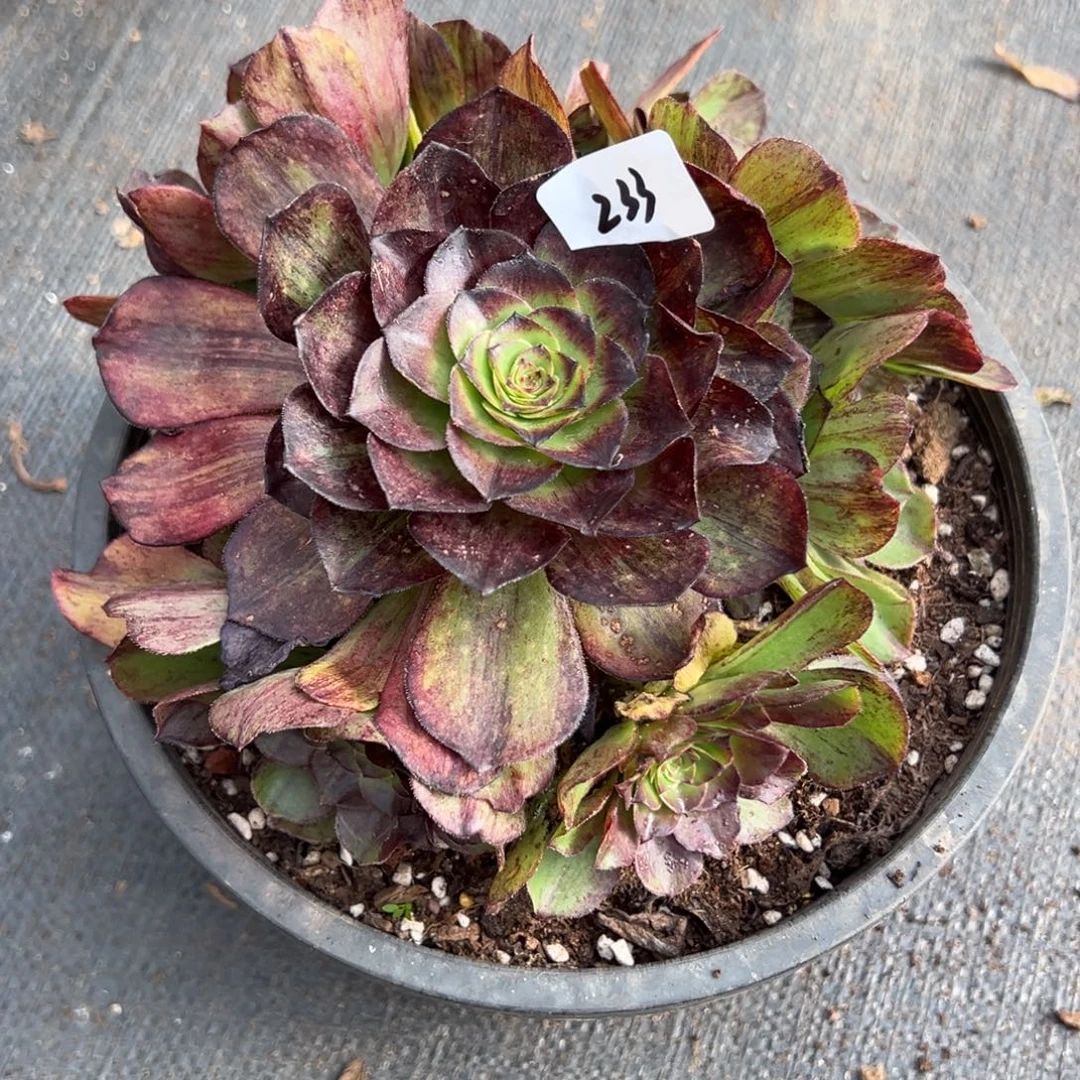 233脸谱无根多肉多肉