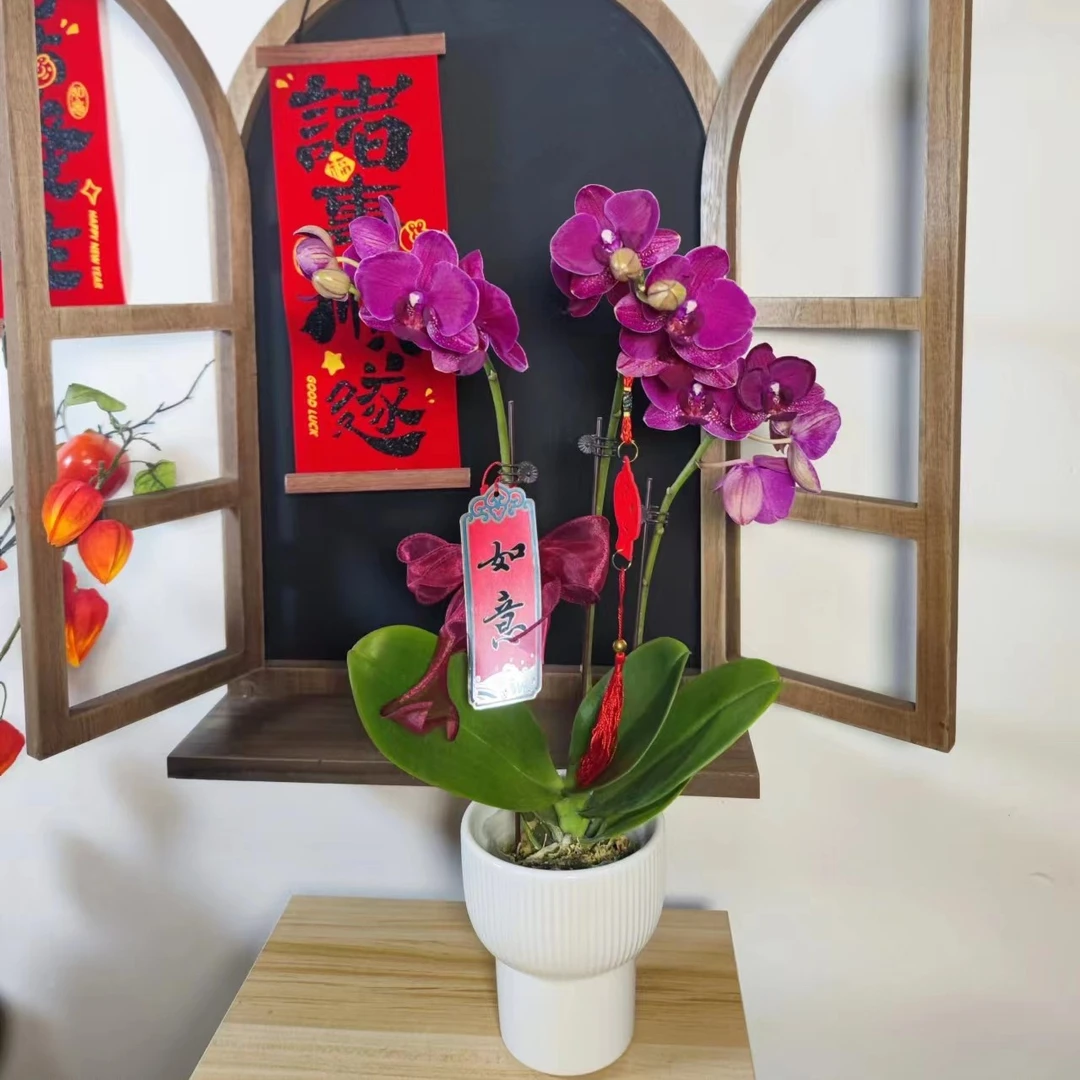春节年宵花蝴蝶兰盆栽单株三剑含陶瓷盆高度约48厘米