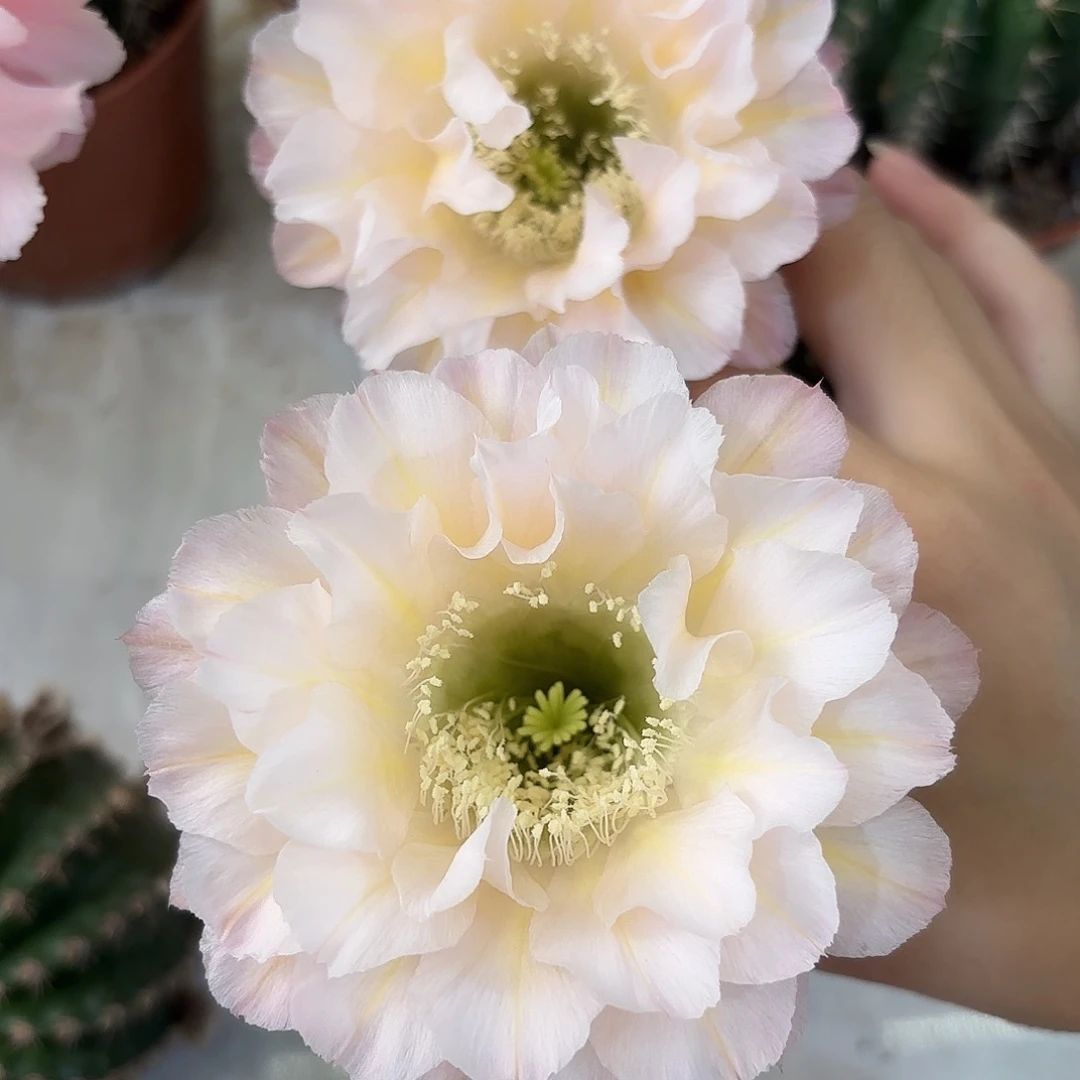 彩草13姨6公分微瑕