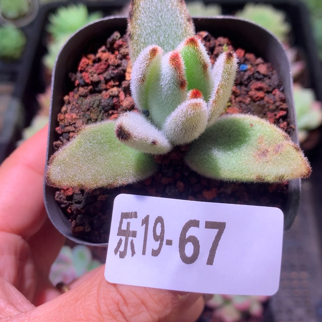 乐然19-67 月兔耳