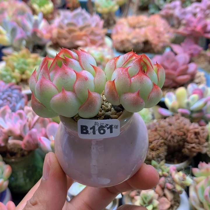 一物一拍含盆土满38包邮B161