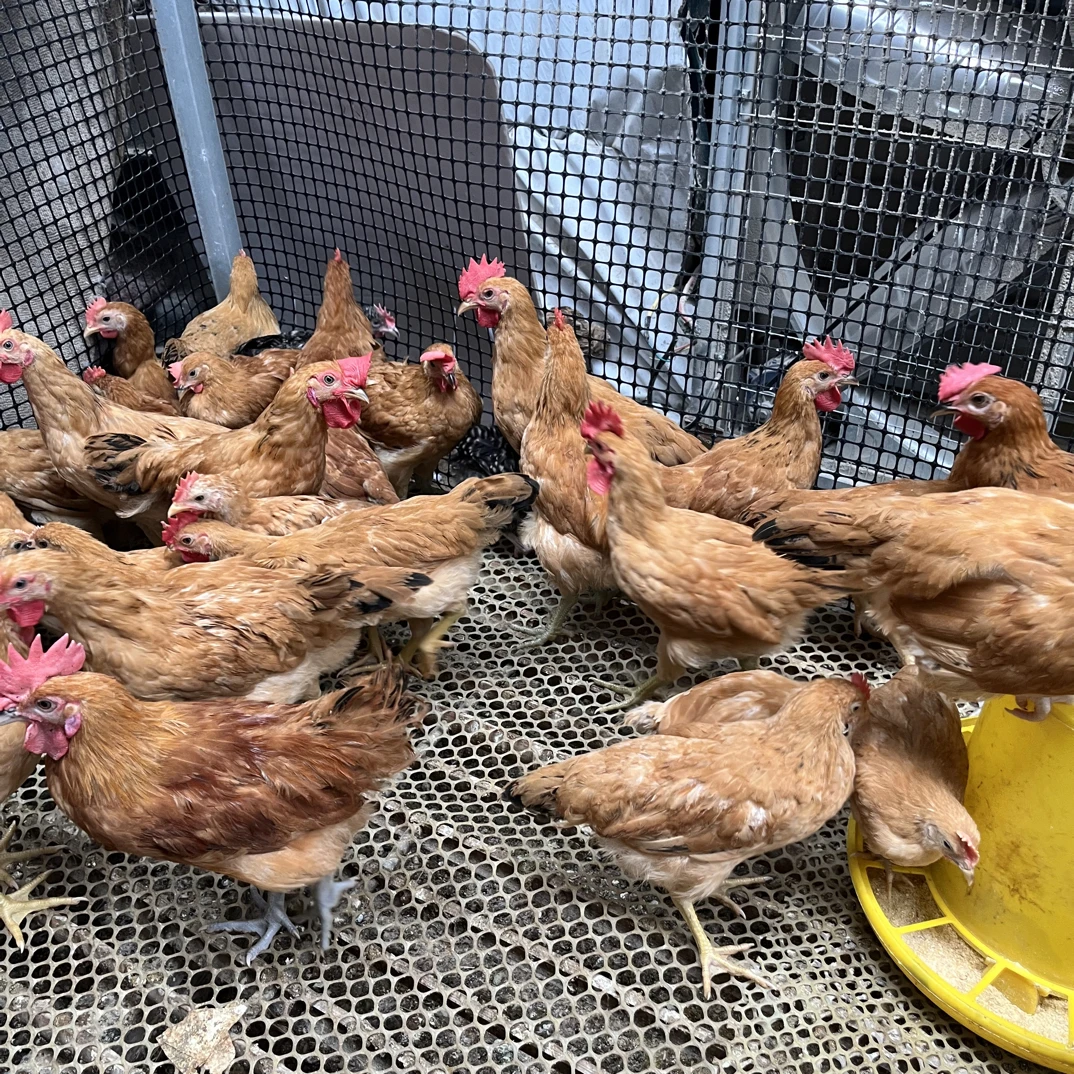 宠物鸡土鸡草鸡溜达鸡活鸡发货【半斤左右】包邮