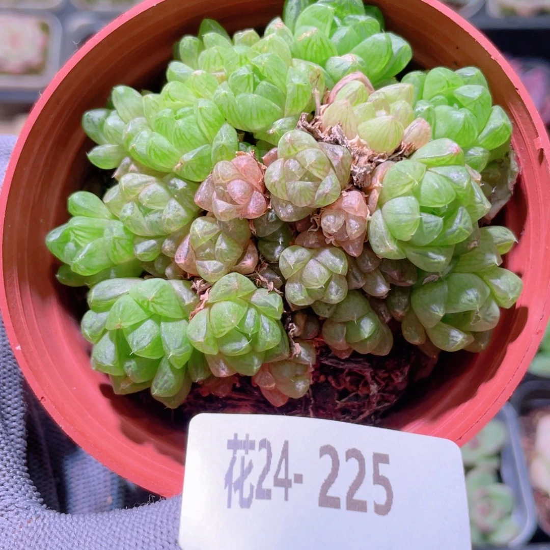 花利美24-225草玉露