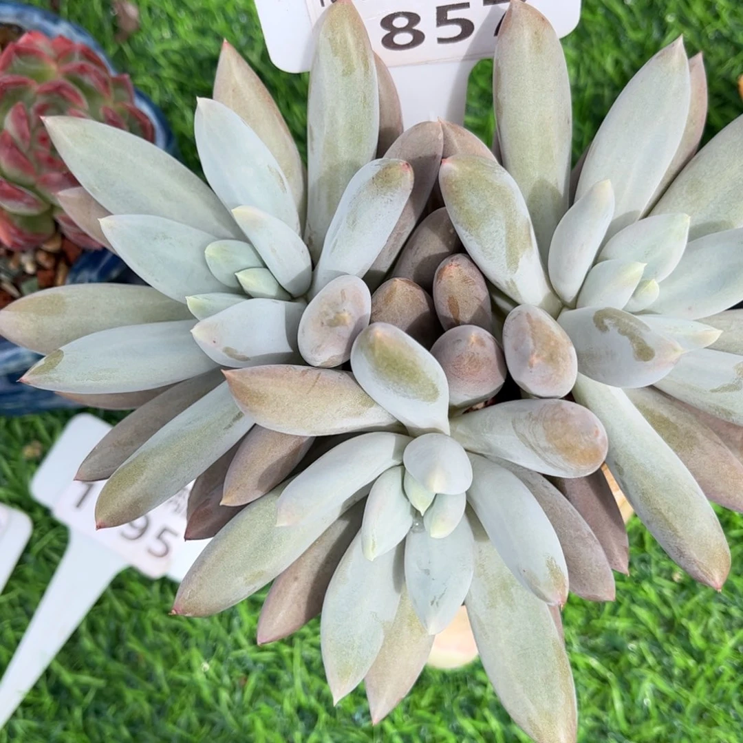 M***言多肉植物1857带盆